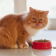 Image for article titled Study: Cats should work harder for their food
